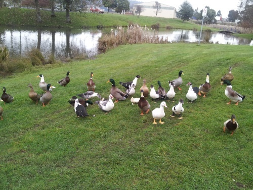 Ducks