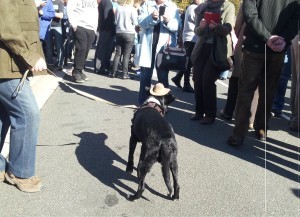 Anzac Day Dog Slouch Hat