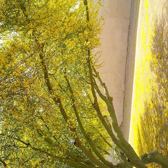 Palo Verde tree in bloom