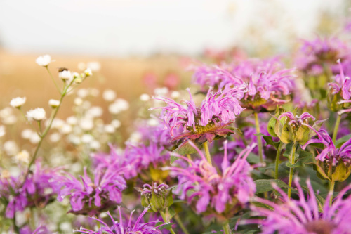 pink bee balm