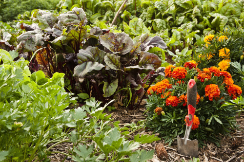 Salad garden.