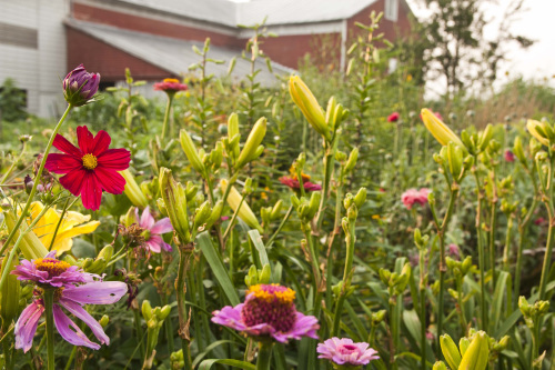 flowers near garden