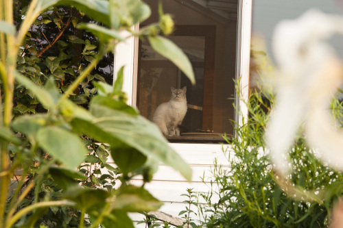 Siamese tabby mix cat in the window
