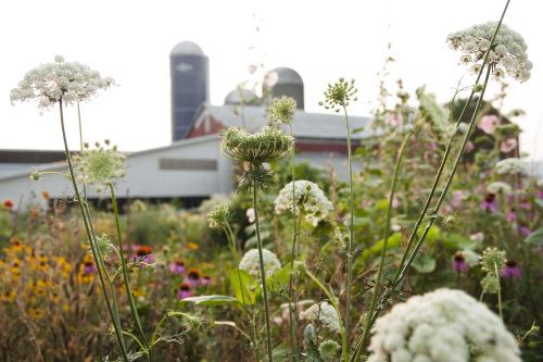 Barn with wild flowers