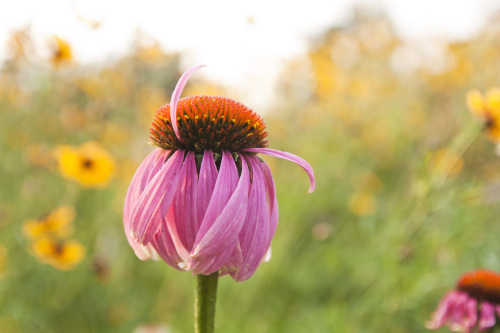 Cone flower