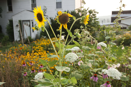 Sunfower in back garden