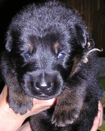 17daysold
