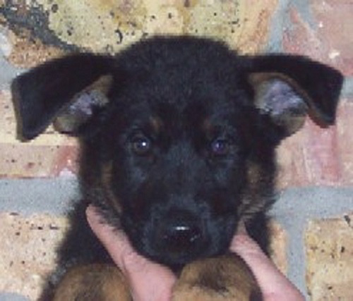 7weeks