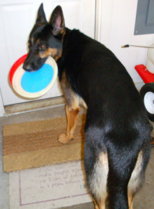 MagicFrisbee