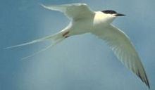 Tern on patrol