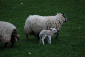 Sheep in the Highlands of Scotland ~ My visit in the Spring of 2009