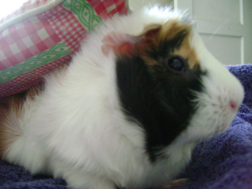 Her name may not be spelled the same as the usually trustworthy Wonder Pet guinea pig, but Morty's not taking any chances; especially when Ming (aka 