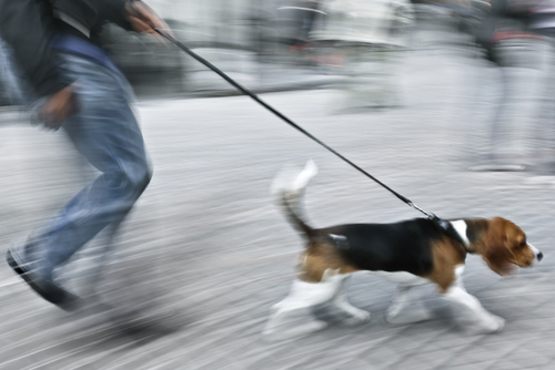 dog pulling on leash