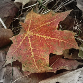  photo fall logo_zpshp3wipux.png