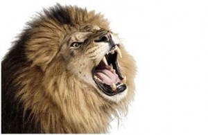 lion
