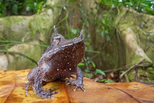 The Solomon Islands Eyelash Frog, Ceratobatrachus guentheri, skips the tadpole stage, opting instead to lay eggs on the forest floor. (Robin Moore)