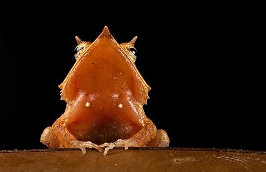 Finalist, BBC Wildlife Photographer of the Year 2012. Honorable Mention, FotoWeek DC Natural History Portfolio 2011. Eyelash frog, Ceratobatrachus guentheri, on a leaf (Robin Moore)