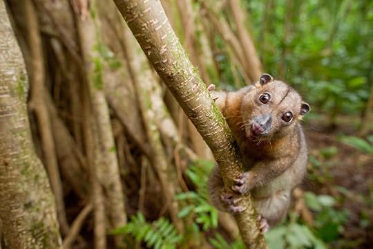Common Spotted Cuscus, Spilocuscus maculatus, on butress roots on Tetapare (Robin Moore)