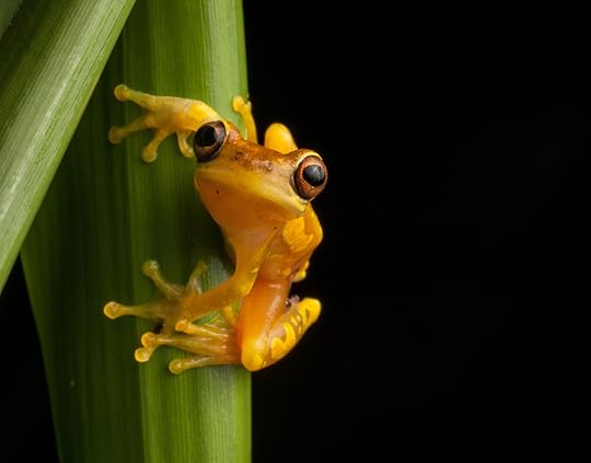 An Hourglass Frog, Dendropsophus ebraccatus, on a blade of grass in the Osa Peninsula. (Robin Moore)