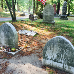 lmaMangrave