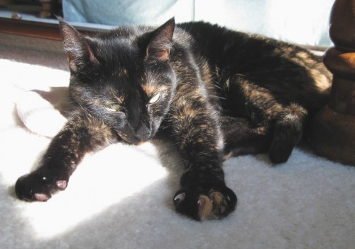 tortoise-shell-cat-in-the-sun