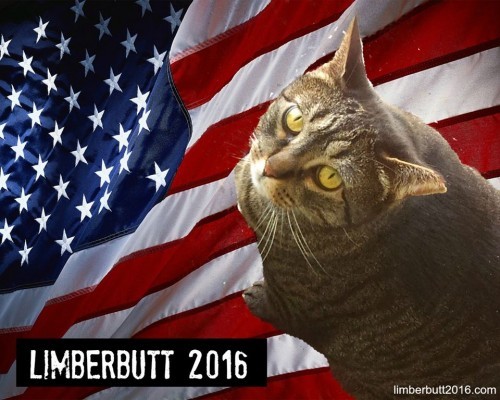 cat-for-president
