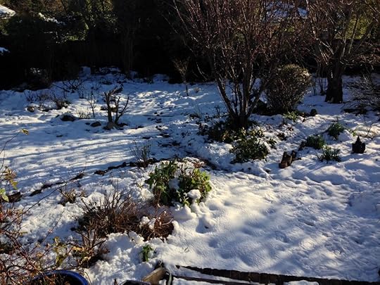 Still lots on the ground next day