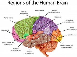 brain