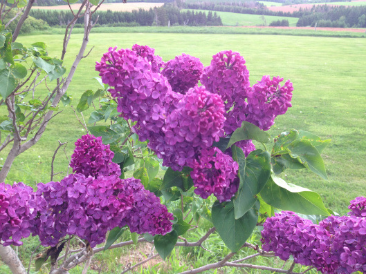 "We must think the best & hope the best & do the best." - Jane Austen