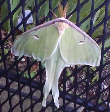 File:Luna Moth 1.jpg