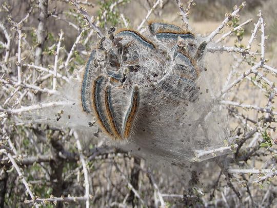 File:Tent caterpillar original.jpg