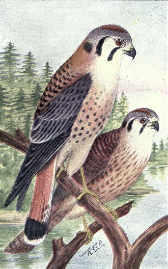 File:Reed-sparrow-hawk.png