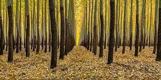 Image result for Trees in Melbourne