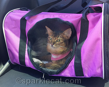 It's a flimsy carrier, but I don't fight my way out of it like some kitties do