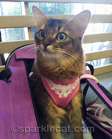 How come the dogs can be on their leashes and I'm stuck in this carrier?