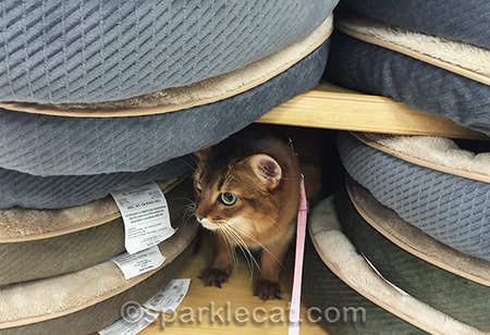They'll never notice a little extra cat fur, right?