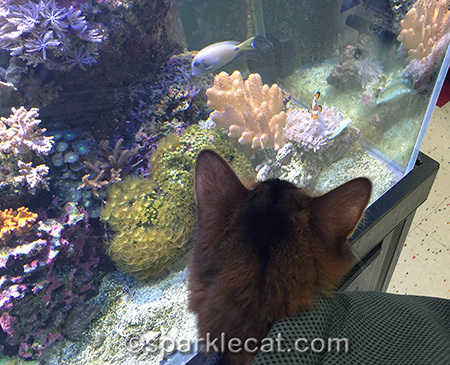 I wonder if clownfish taste like tuna?