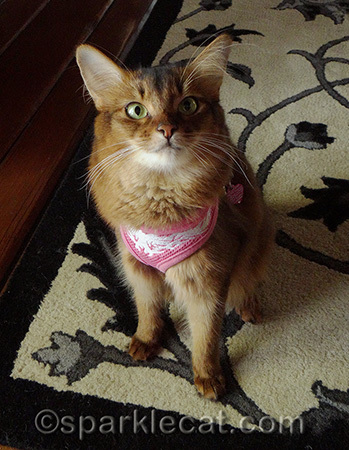 As a kitty, I deserve nice things and fun things!