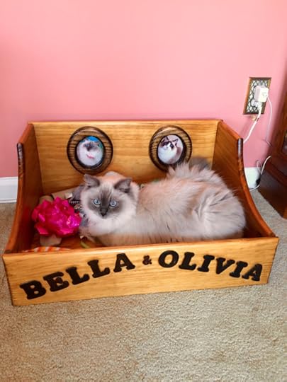 Cat Toy Box
