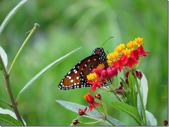 QueenButterfly_Butterflyweed