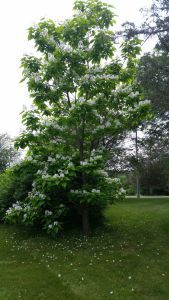 catalpa2