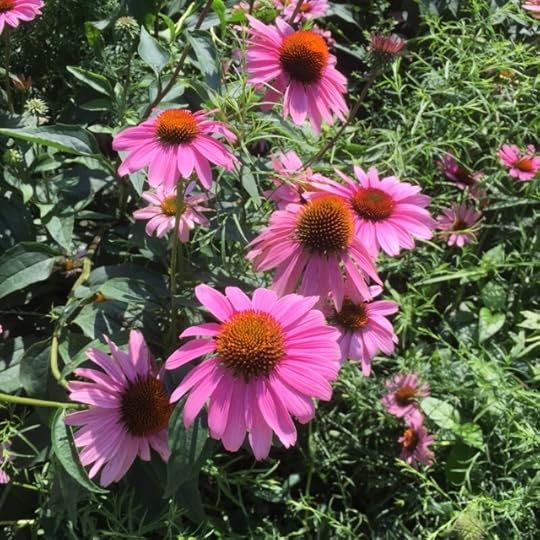 Highline flowers. The gardens have really gotten well established since I was here in 2011.