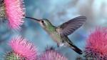 image_hummingbird2