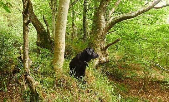 Woodland 2