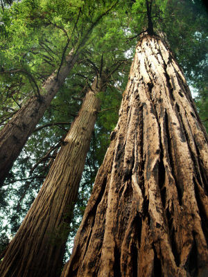 Redwood3