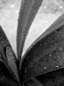 greentip karfirlily by K M flickr