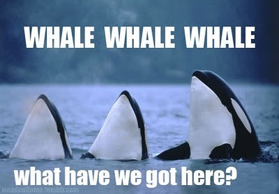 Whale, whale, whale. I've pinned this before… but seriously… every single time I see this, I laugh. hahaha.
