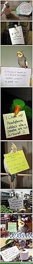 Bird Shaming.