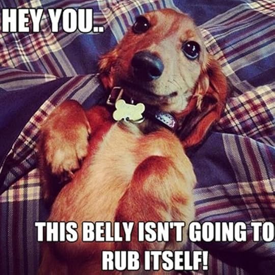 Top Animal Memes (25 Pics)