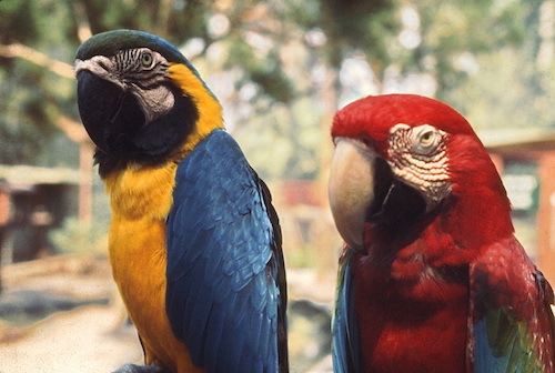 Pair of parrots.jpeg